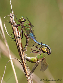 Anax junius, mating pair